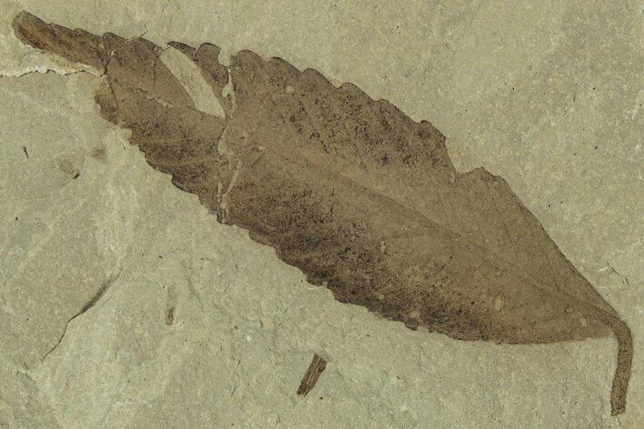 Fossil Leaf (Cedrelospermum) - Green River Formation, Utah #323363